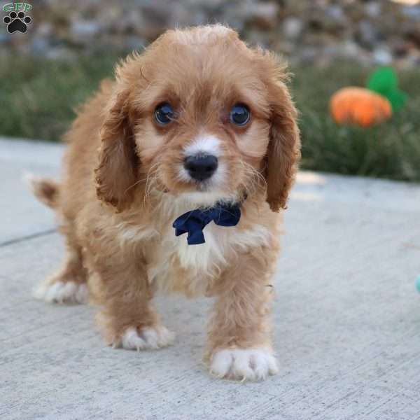 Axel, Cavapoo Puppy